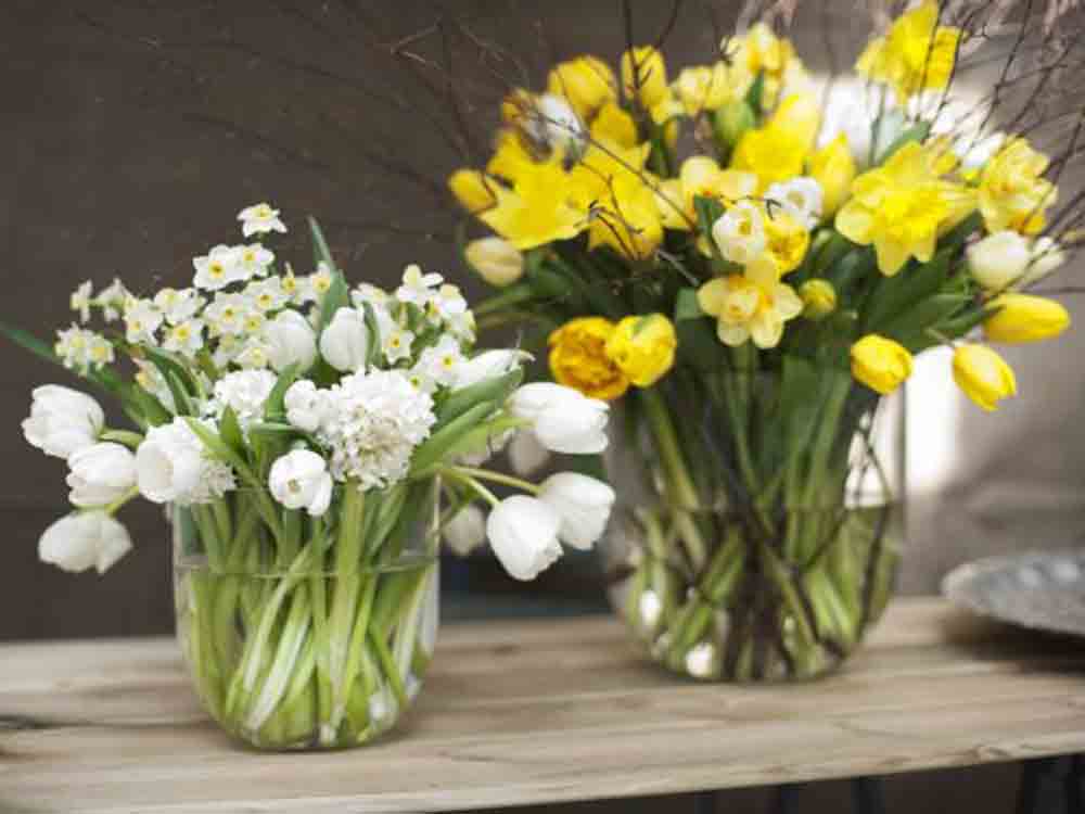 Tulpen, Tipps und Tricks, so haben Sie lange Freude am Frühlingsstrauß