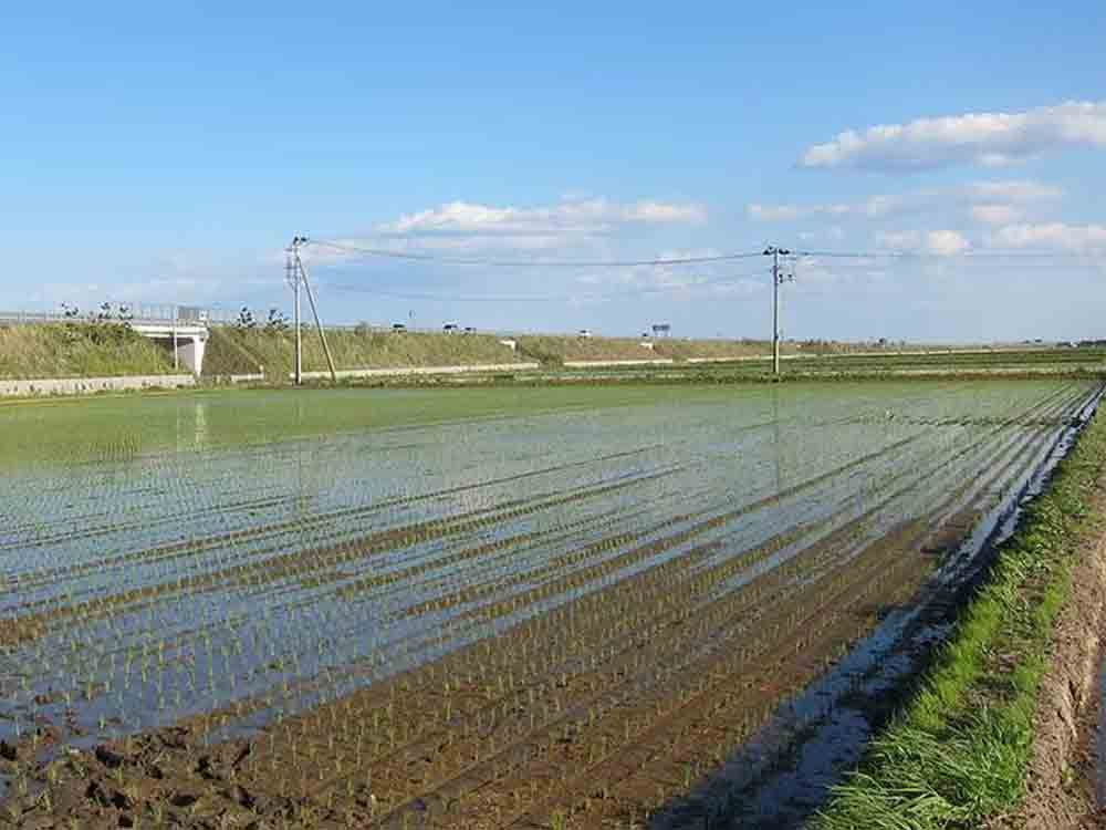 Potential for Sensing Technologies to Contribute to Smart Agriculture (Restoration of Agricultural Land in Tohoku)