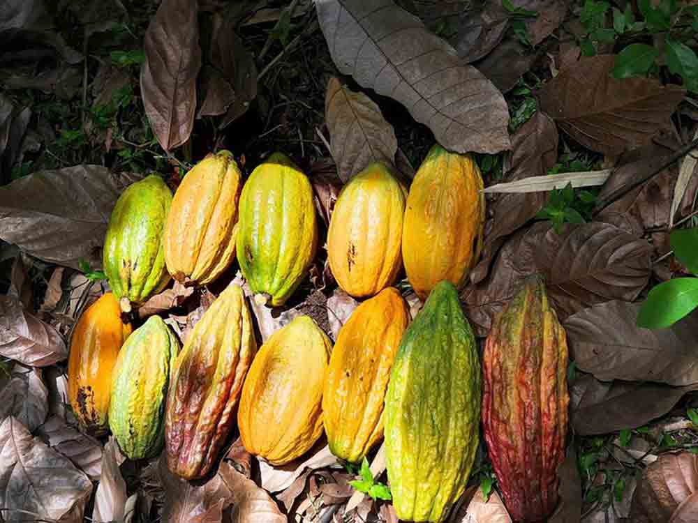 Einheimische Kakaosorten mit besonders feinem Geschmack, Georg August Universität Göttingen