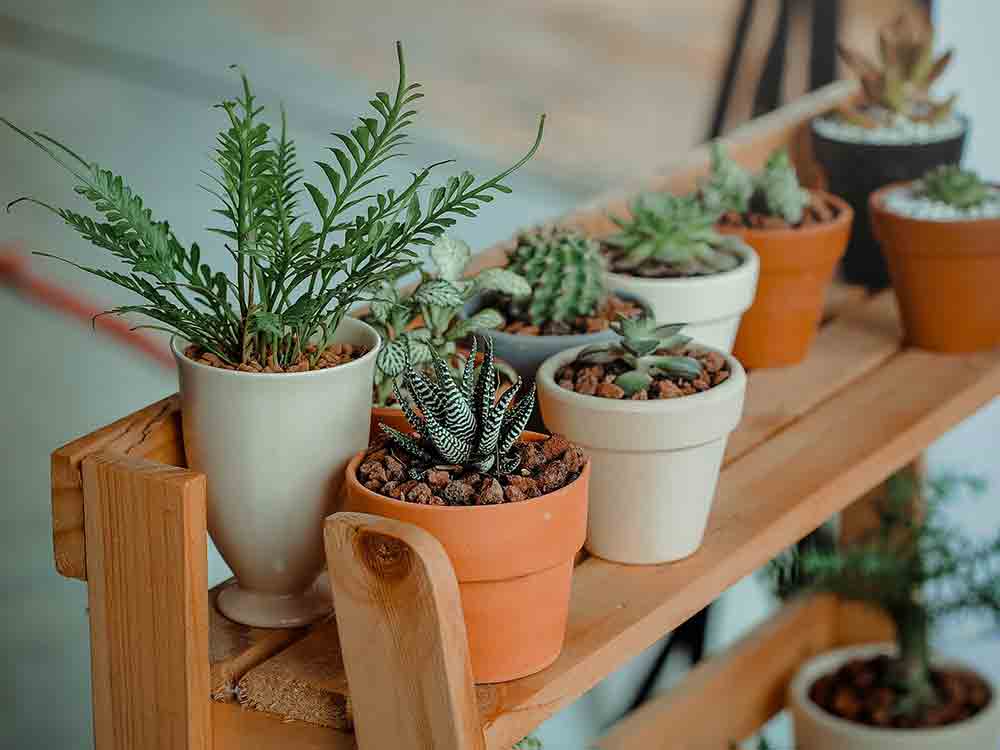 Zimmerpflanzen: beruhigend und gesund, Gummibaum, Ficus & Co. verbessern das Raumklima, Audio