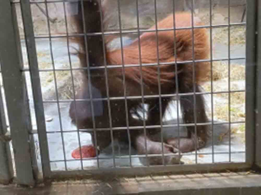 Trotz dokumentierter Verhaltensstörung bei Orang Utan: Ermittlungsverfahren gegen Zoo Duisburg eingestellt, Peta fordert unabhängiges Gutachten
