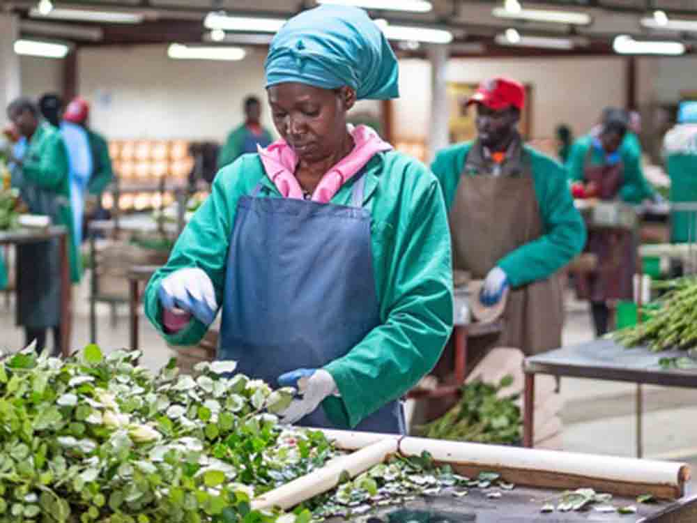 Fairtrade Deutschland, neue Wirkungsstudie, Fairtrade hat positive Auswirkungen auf das Leben von Blumenarbeiter in Ostafrika