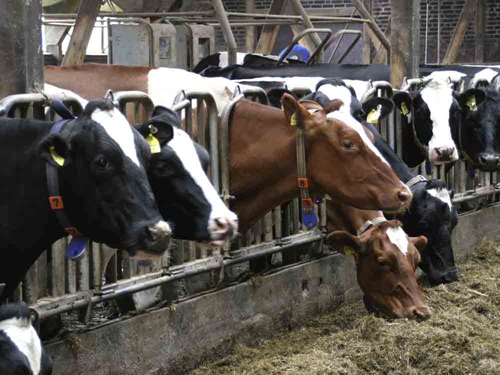 DLG Wintertagung 2023: Themen und Veranstaltungen für die Rinderhaltung