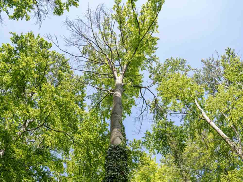Buchenwald am Marienberg durch Klimawandel stark geschädigt, Lavera Naturkosmetik unterstützt privaten Waldbesitzer beim Waldumbau und pflanzt 11.000 Laubbäume