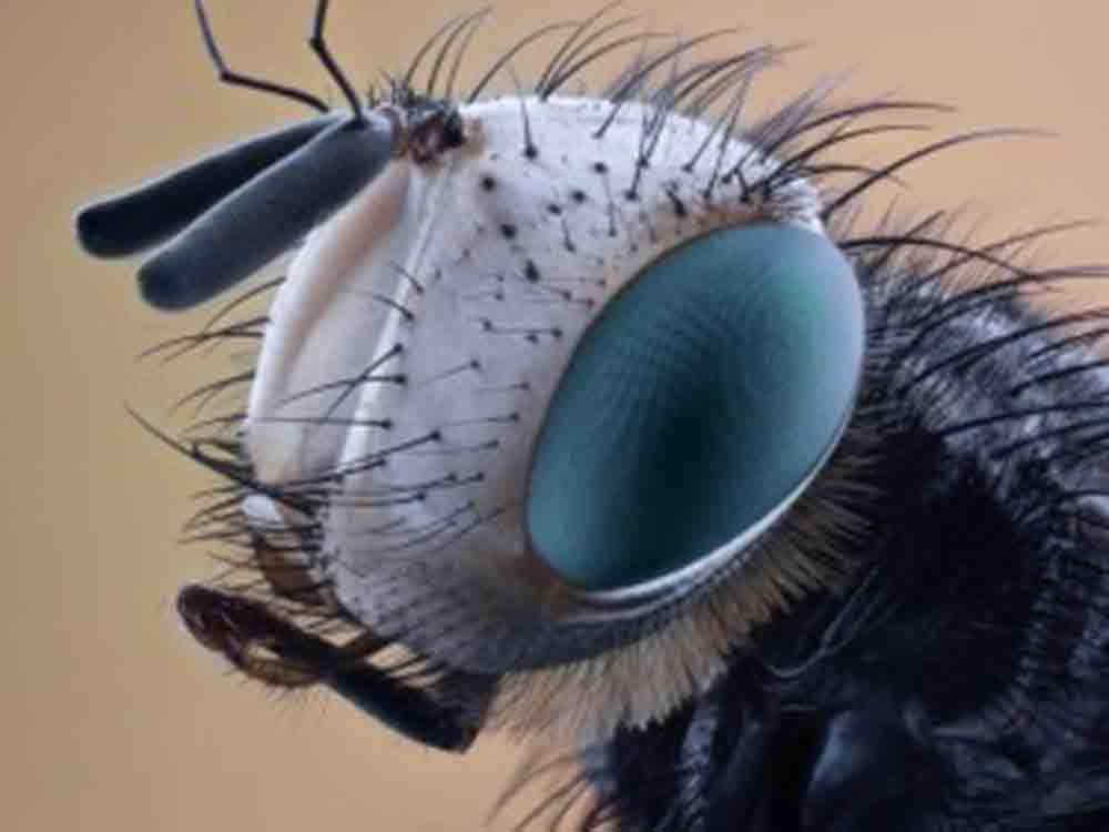 Neue Waffe gegen gefährliche Tsetse Fliegen, Wissenschaftler der Yale University locken die Insekten mit arteigenem Botenstoff in die Falle