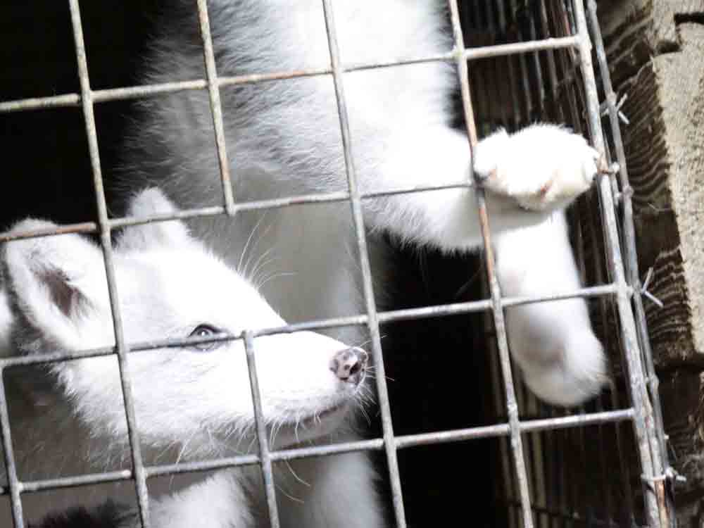 Fur Free Europe: mehr als 1,7 Millionen Stimmen für ein pelzfreies Europa, Deutscher Tierschutzbund