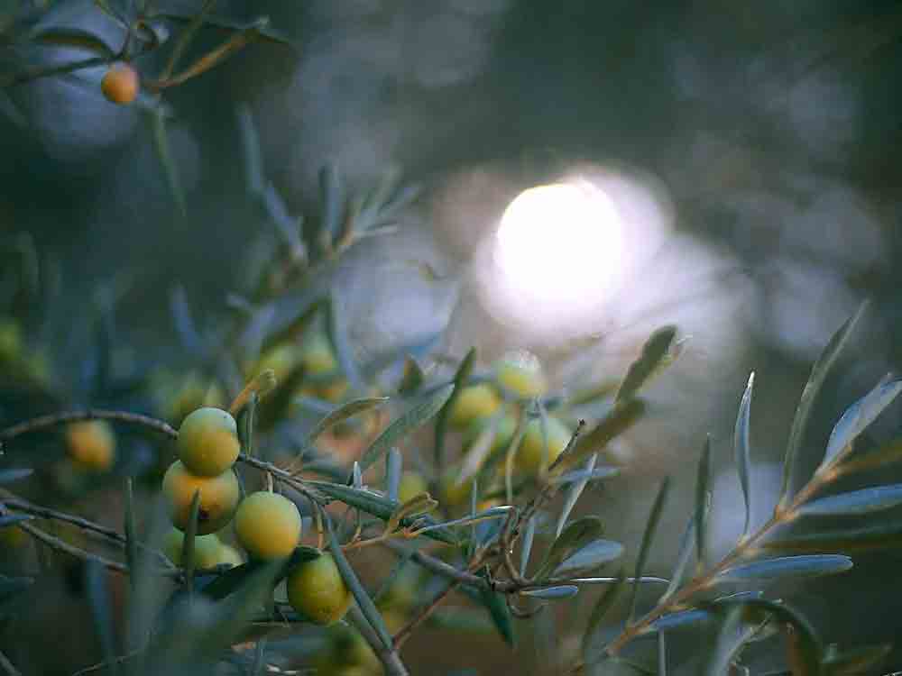 Olivenöl und Gesundheit, Gesundes aus dem Mittelmeerraum