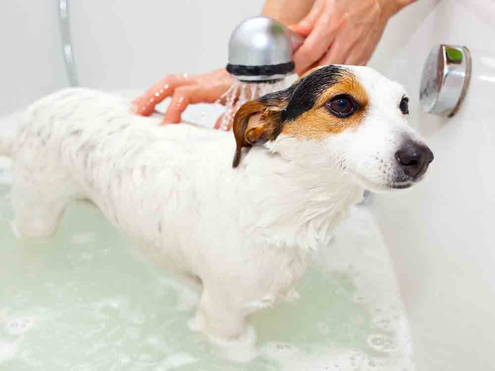 National Puppy Day: Instantly improve your puppies bath time with these 10 expert tips