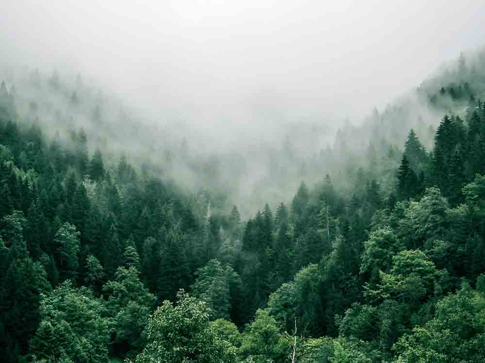 Der Wald ist krank – BUND fordert: Klima schützen, Luftschadstoffe reduzieren und schonende Waldwirtschaft vorschreiben