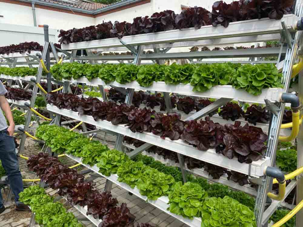 Dünger und Wasser sparen, Gemüseanbau ohne Erde, Deutsche Bundesstiftung Umwelt (DBU)