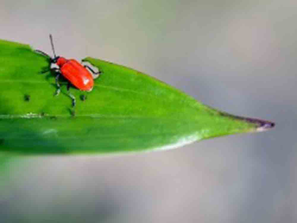 Schädliche Käfer werden bald ausgetrocknet, Forscher aus Dänemark und Großbritannien wollen raffiniertes Versorgungssystem lahmlegen