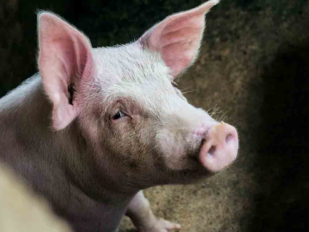 Nutztiere als Lebensmittellieferanten oder Nahrungskonkurrenten, Bundesverband Rind und Schwein (BRS)