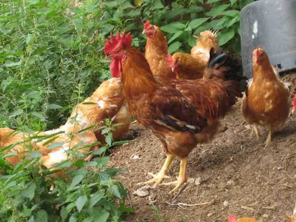 Deutscher Tierschutzbund begrüßt EFSA Empfehlungen für Hühner in der Landwirtschaft