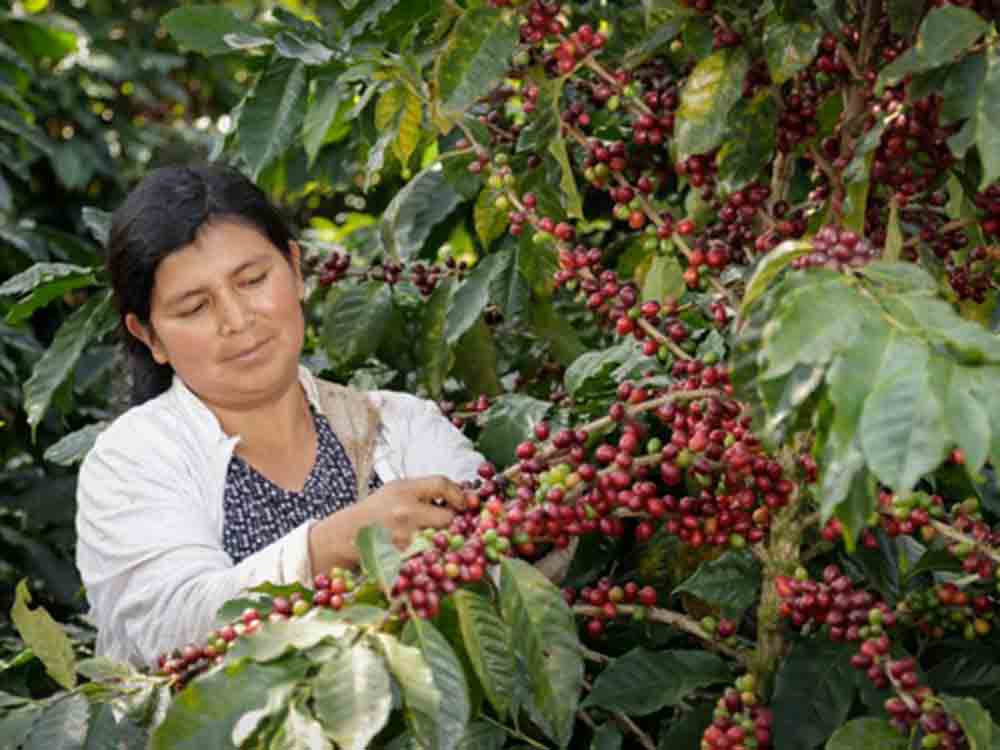 Mehr Einnahmen für Kaffeebauern, Fairtrade erhöht den Mindestpreis für Kaffee