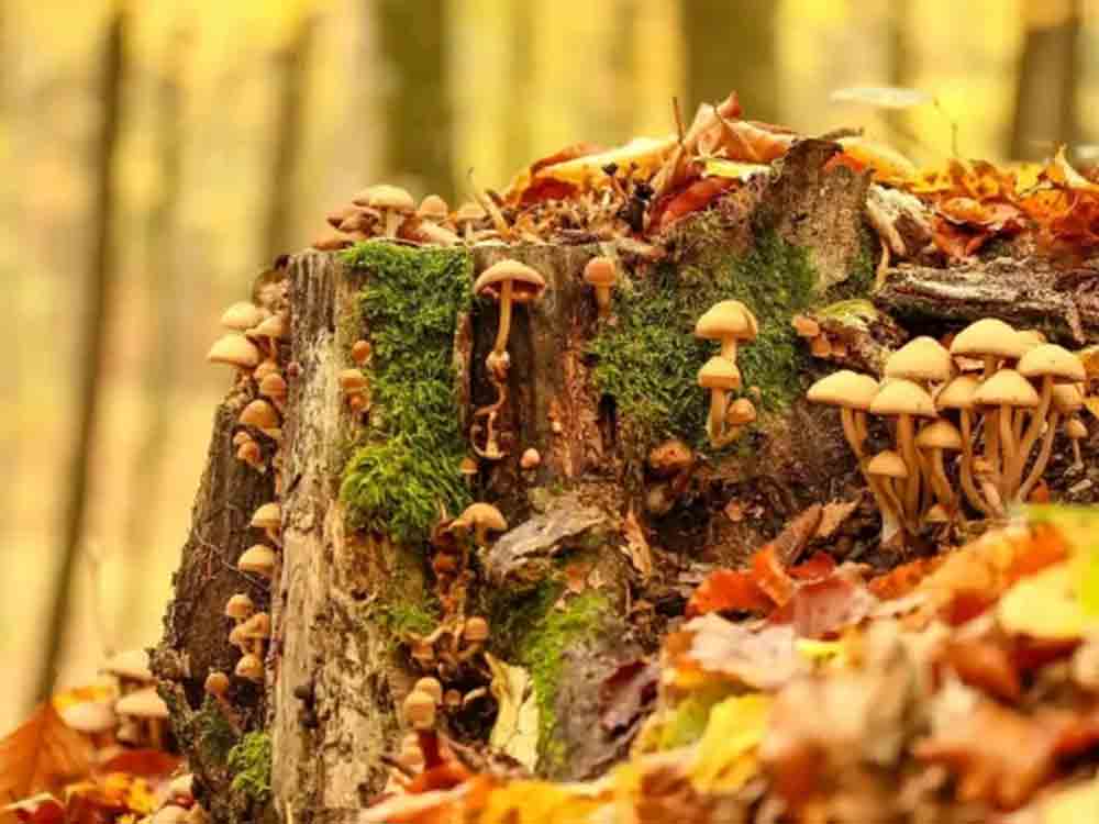 Die Vorteile von Pilzen als Supplement, Naturecan erklärt