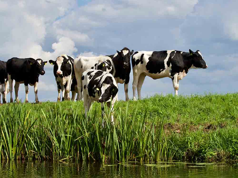 Bundesverband Rind und Schwein (BRS), hat Deutschland ein Problem mit rülpsenden Kühen?