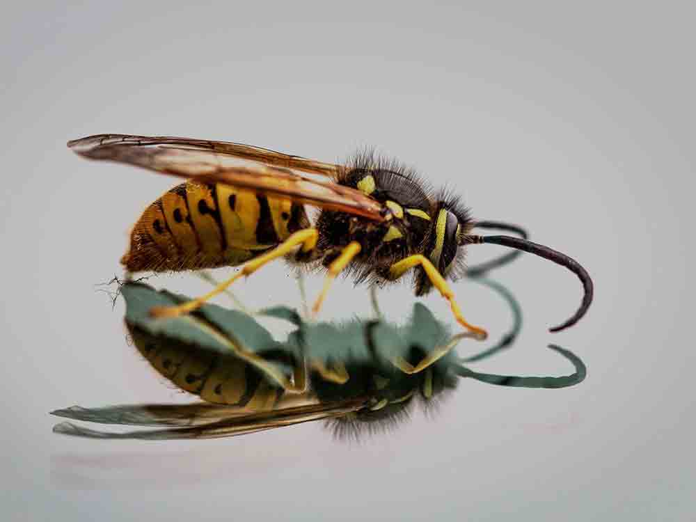 Insektengift Allergie: Was im Notfall zu tun ist