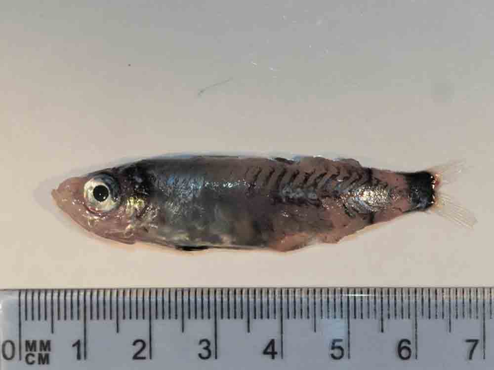 Einzigartige Entdeckung: Der »große kleine Fisch«. Forscher finden eine neue Fischart in der Tiefsee vor Irland, Staatliches Museum für Naturkunde Stuttgart