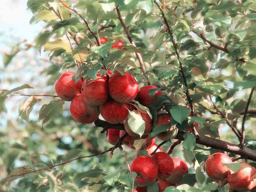 Verbraucherzentrale NRW, »Wussten Sie, wie sich Apfelmark und Apfelmus unterscheiden?«