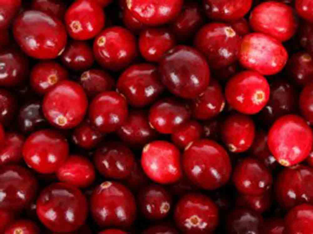 Cranberrys beugen Harnwegsinfekten gut vor, rote Beeren schützen laut wissenschaftlicher Auswertung vor wiederkehrenden Erkrankungen