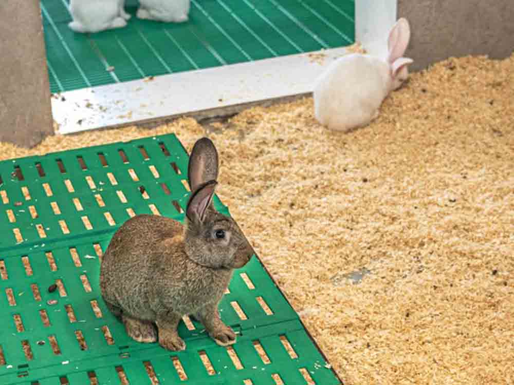 Kaufland setzt sich mit regionalem Partner für verantwortungsvollere Kaninchenhaltung ein