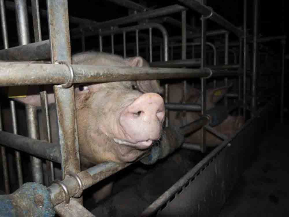Grausame Zustände in Schweinehaltung aufgedeckt, Tierschutzbüro erstattet Strafanzeige gegen Schweinebetrieb
