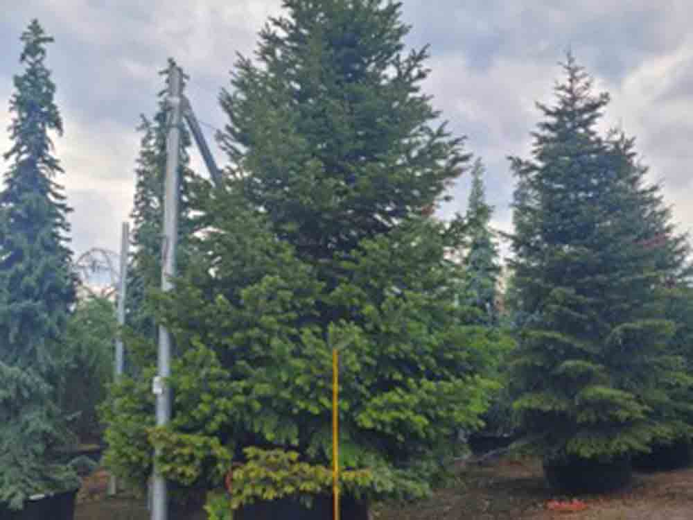 Jetzt bewerben: ein wirklich nachhaltiger Weihnachtsbaum für den Marktplatz oder am Rathaus