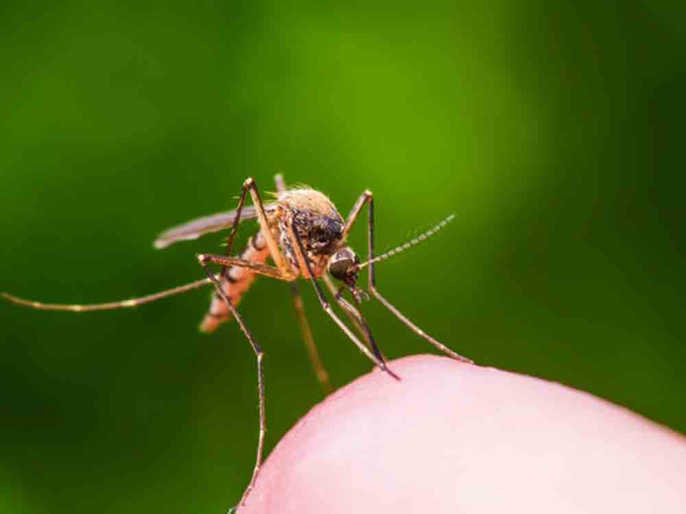 Anti Brumm, Hermes Arzneimittel, Ärger im Insektenparadies? So wird der heimische Garten nicht zur Mückenbrutstätte