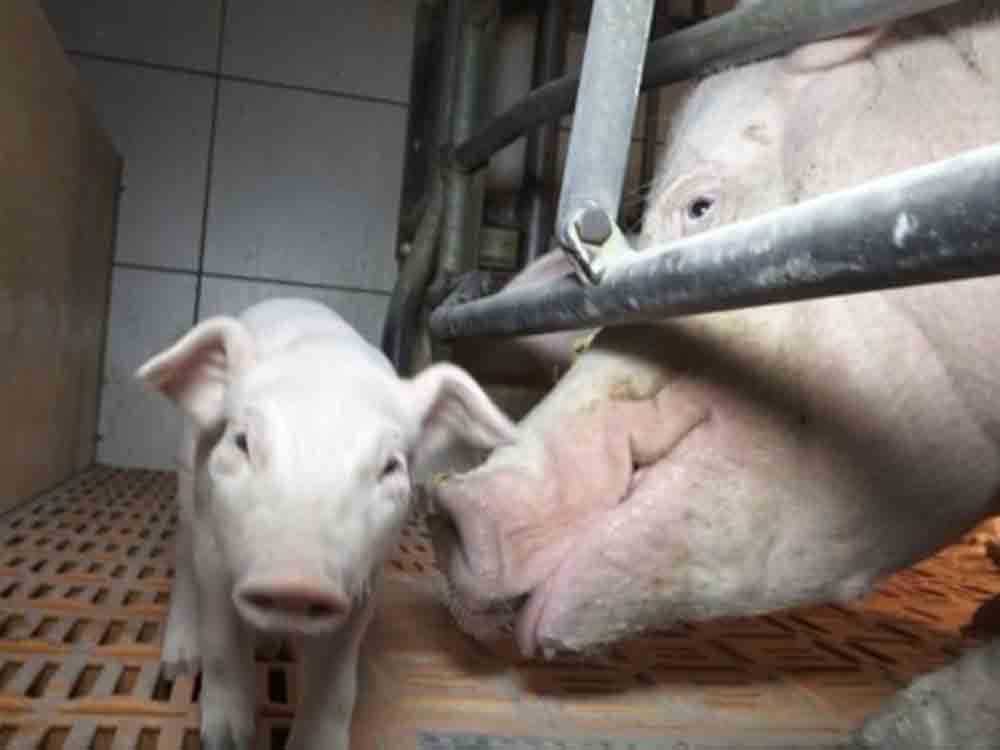 Nach Aufdeckung von grausamen Zuständen in Schweinehaltung: Staatsanwaltschaft Münster nimmt Ermittlung auf