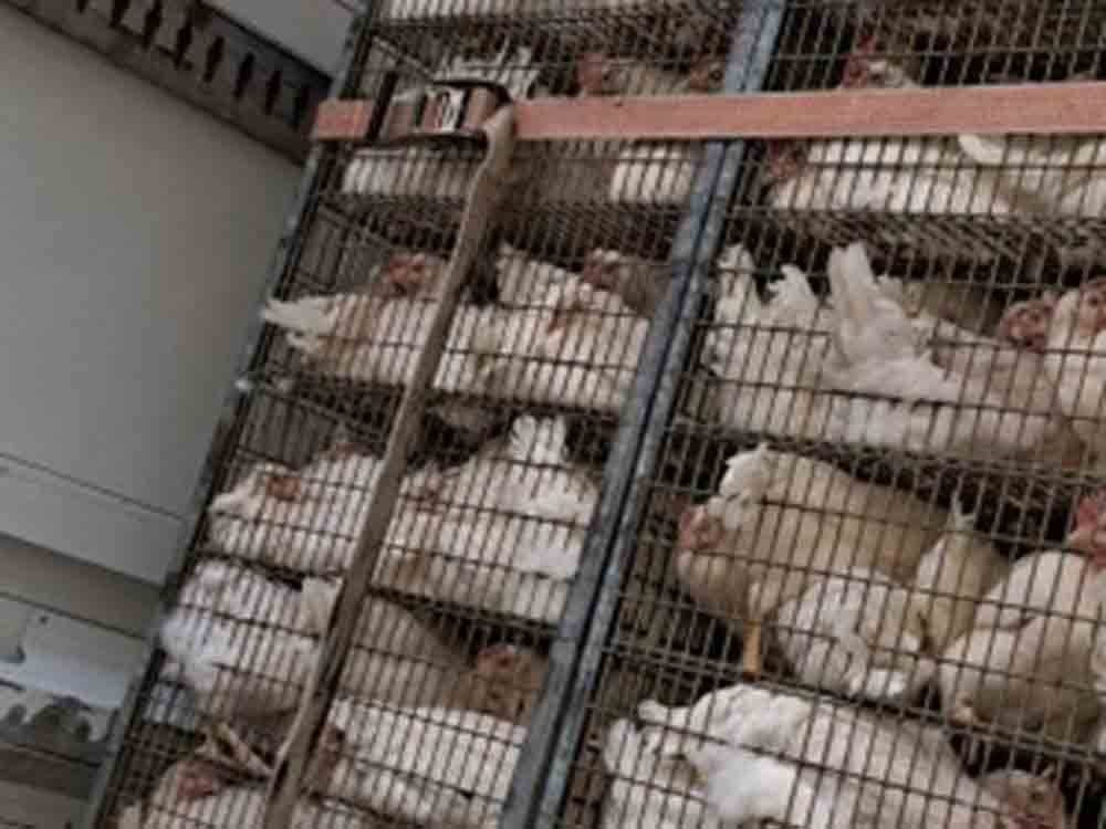 Deutsches Tierschutzbüro kritisiert Tiertransport von Bio Legehennen im Kreis Borken – Bildmaterial vorhanden