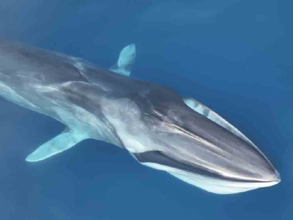 Neues Walschutzprojekt der GRD: Finnwal Forschung vor der spanischen Mittelmeerküste