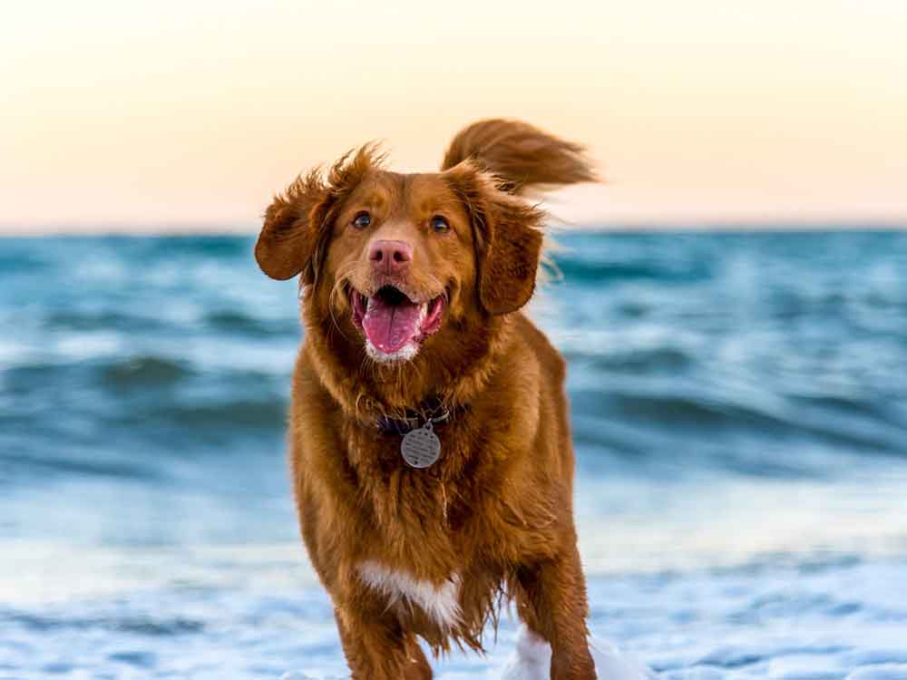 Wellnessurlaub mit Hund, was Wellnesshotels für Vierbeiner bieten, Beauty 24