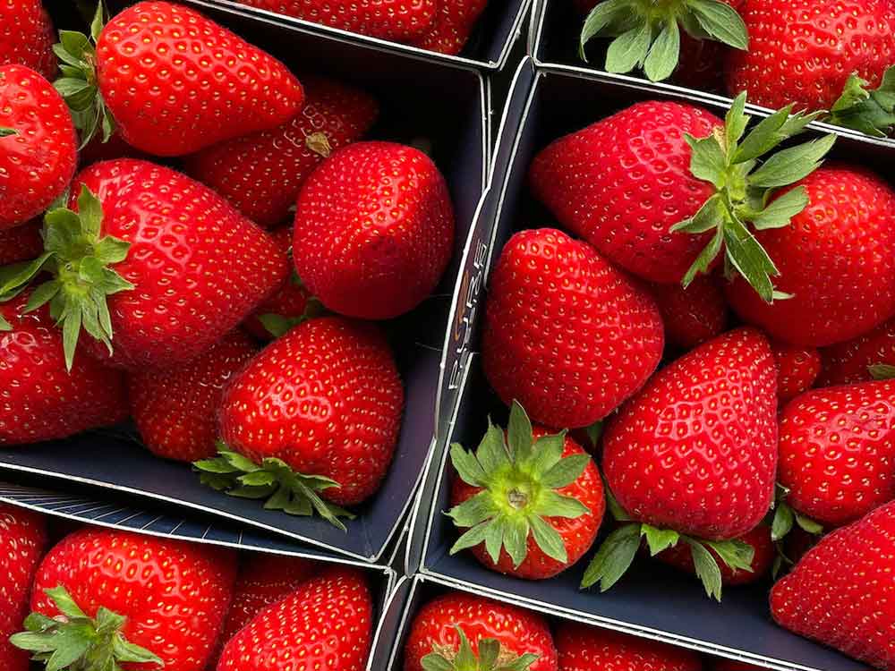 Foodwatch und Campact fordern Verkaufsstopp für Dürre Erdbeeren aus Spanien, Protestaktion an deutsche Supermärkte gestartet