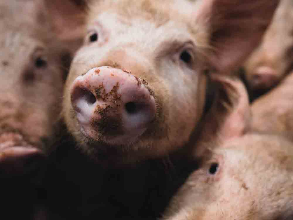 Beschluss zum Tierhaltungskennzeichnungsgesetz im Bundestag: Neu verhandeln, nicht beschließen