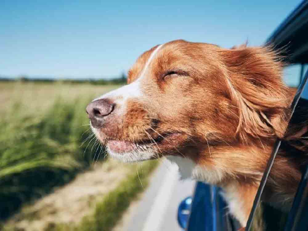 Verreisen mit Hund: die ideale Reiseapotheke für Tierfreunde, Dr. Hesse Tierpharma