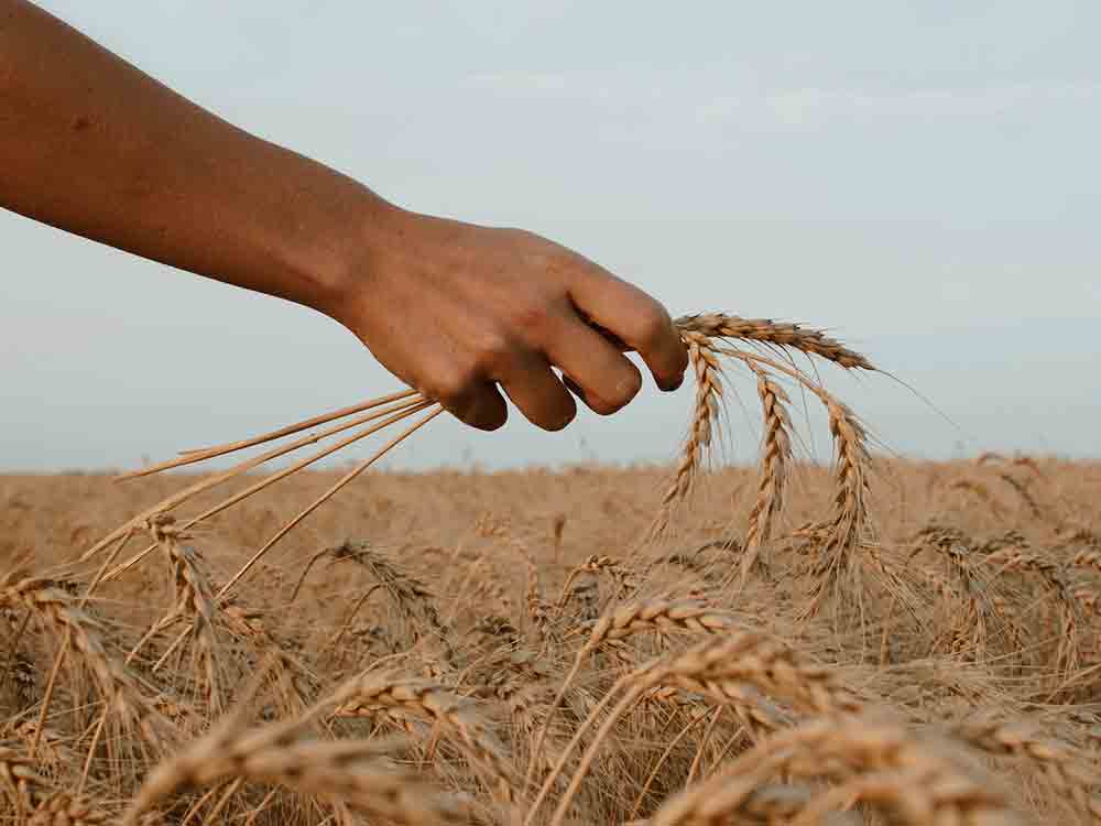 Getreideernte 2023: Weniger Getreide und Raps erwartet, Rukwied: Kein Spielraum für politisch verordnete Extensivierung vorhanden