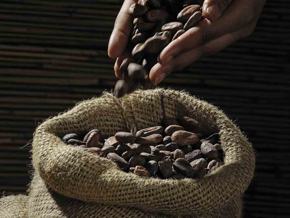 Kakaovermahlung im 2. Quartal 2023 rückläufig