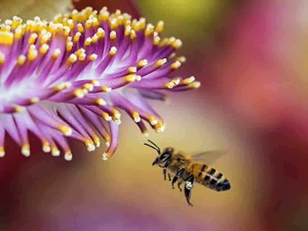 Zuckerart tötet Bienen und auch Krebszellen