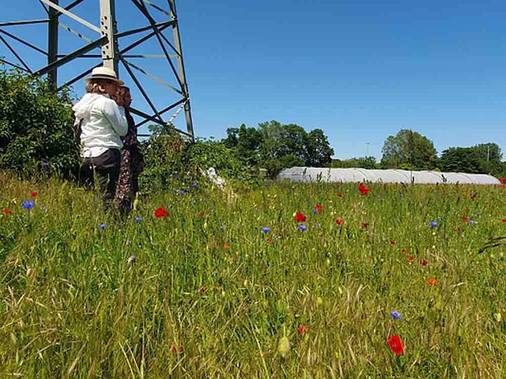 Agentur R 211 spendet für 4.000 Quadratmeter Wildblumenwiese in Düsseldorf Flehe