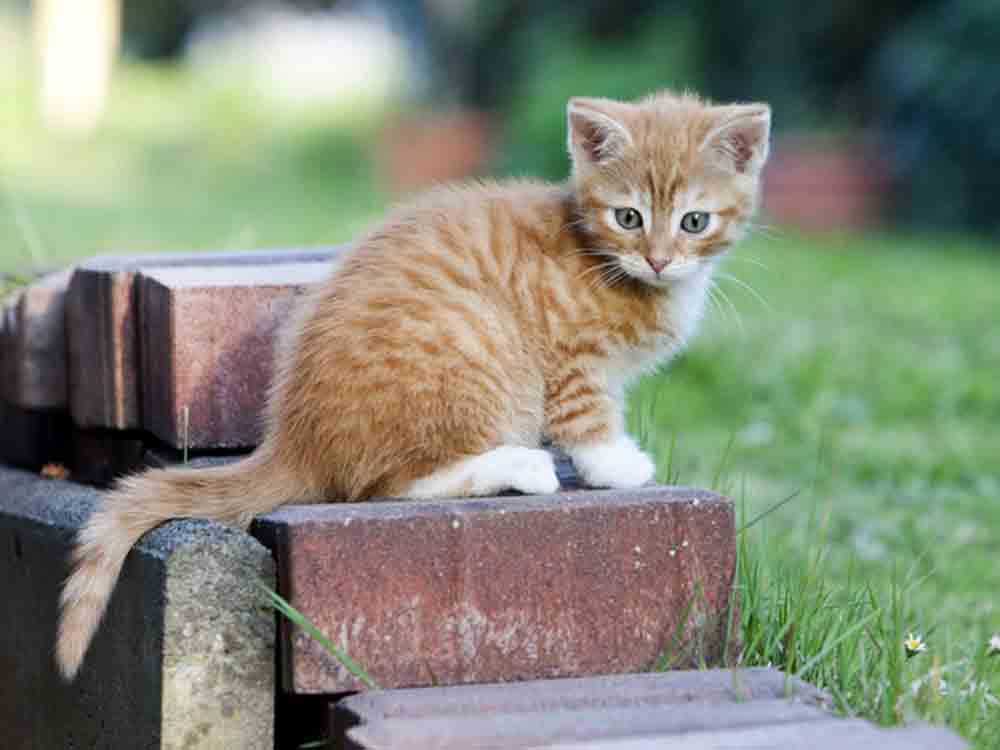 Bundesverband für Tiergesundheit: Junge Katzen impfen und vor Krankheiten schützen