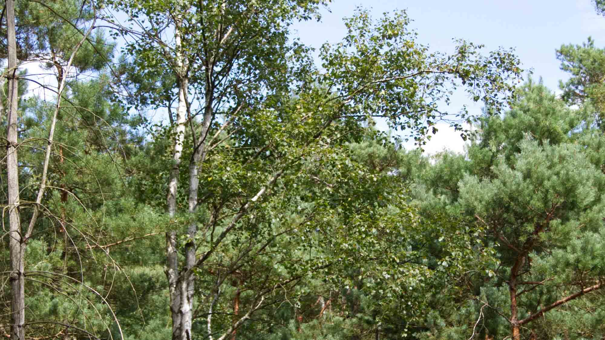 Die Moorbirke, der Baum des Jahres 2023, gefährdete Baumart ist im Hiddeser Bent zuhause