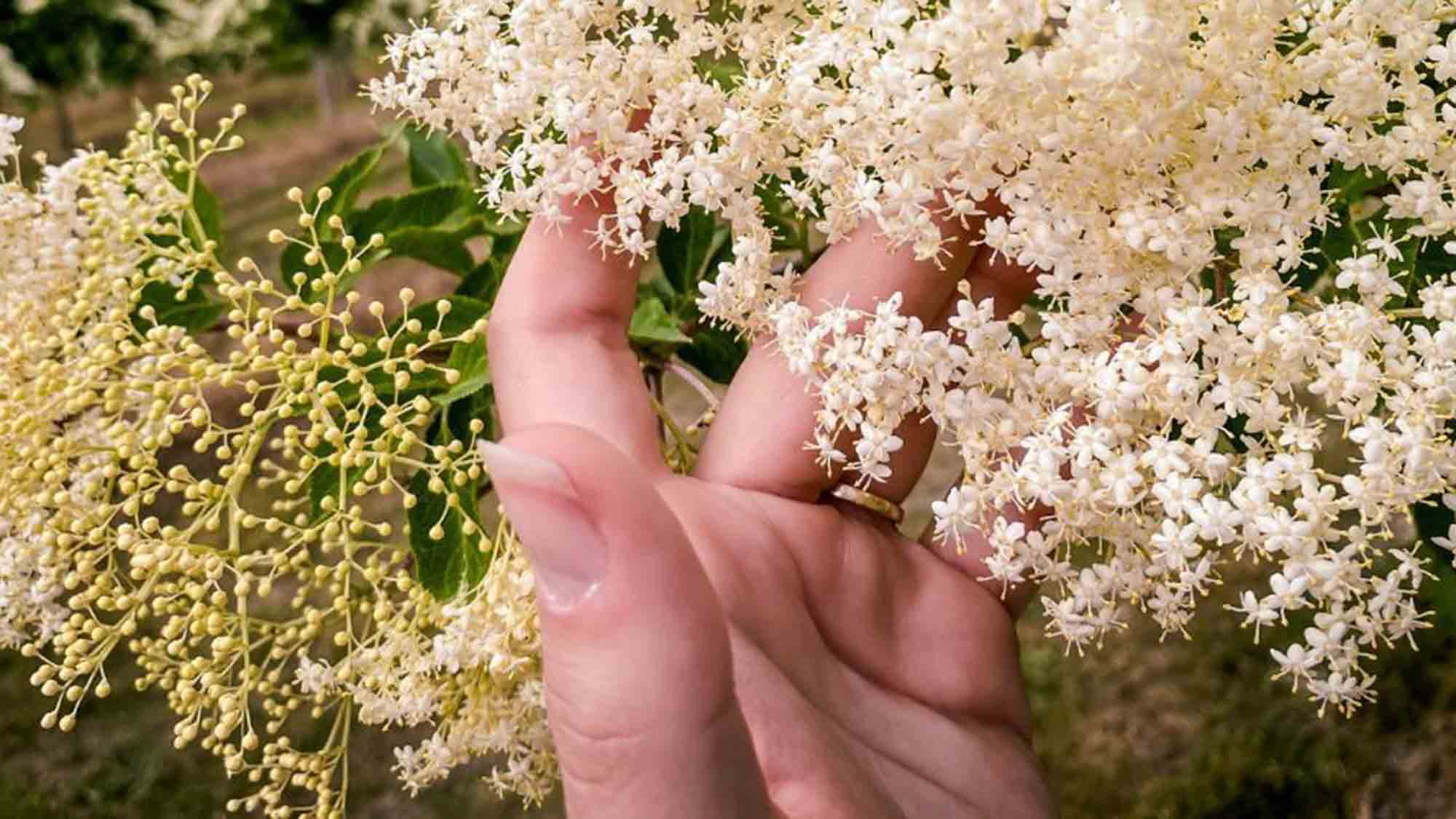 Intensiver Duft, zarte Blüten – Holunder weckt Erinnerungen
