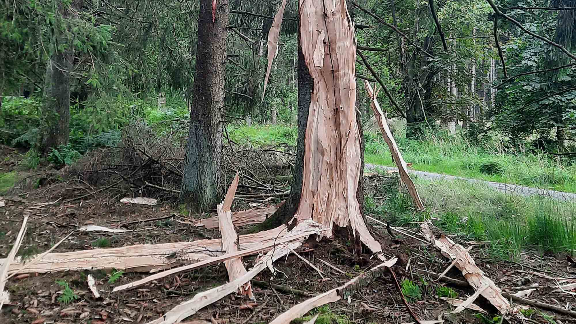 Fichte vom Blitz getroffen, auf dem Mörth ist in der vergangenen Woche ein Baum explodiert
