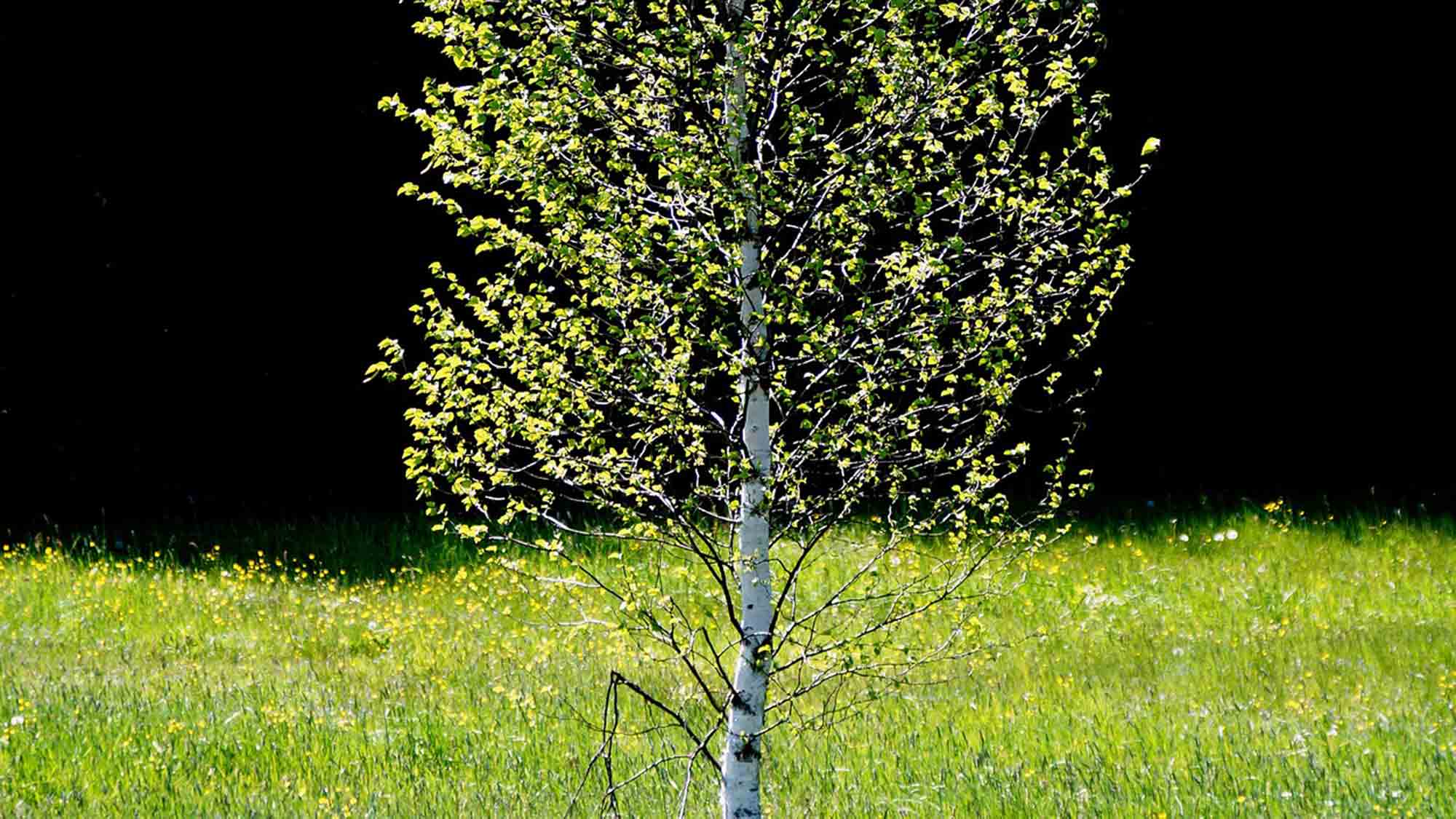 Detmold: Moorbirken in Detmolder Gärten, Stadt verschenkt »Baum des Jahres«