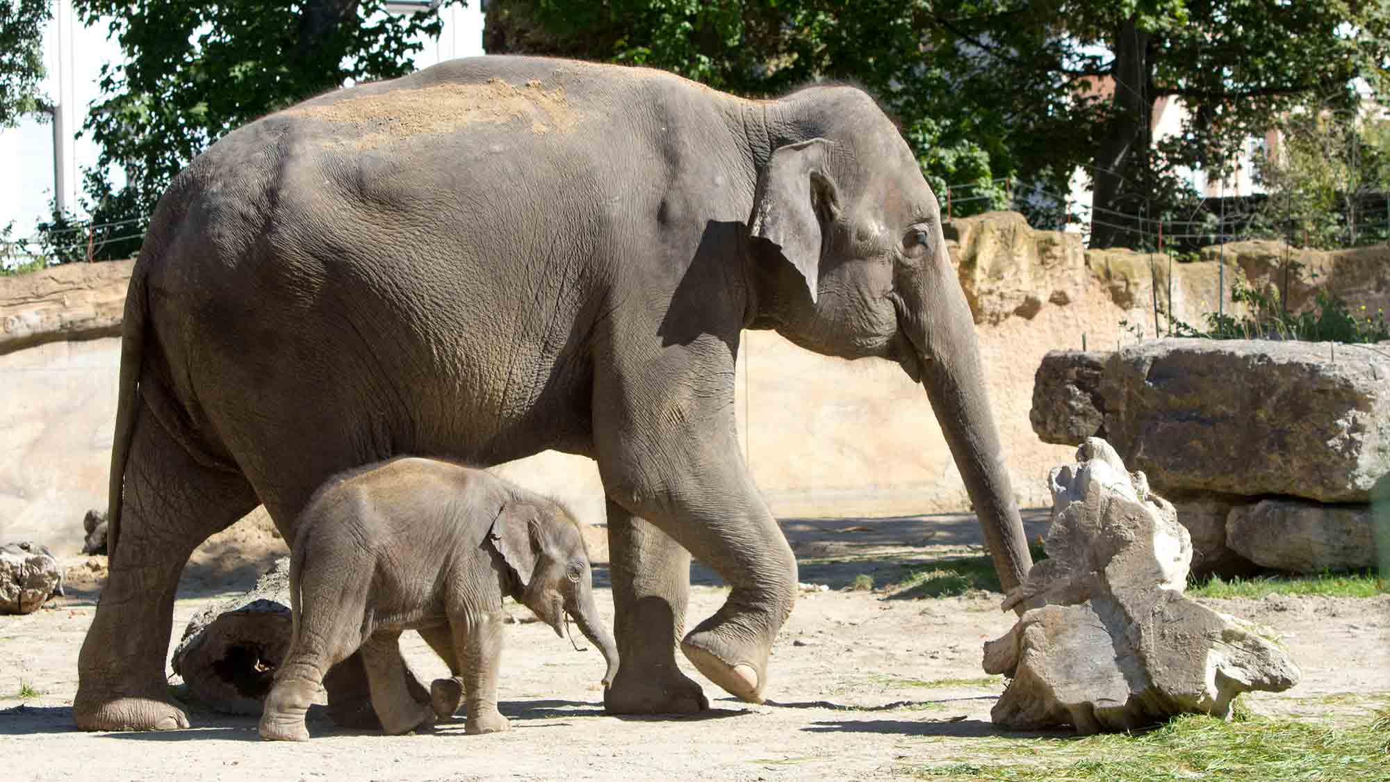 Zoo Leipzig: Jüngstes Elefantenkalb soll Namen bekommen – Abstimmung auf der Zoo Website