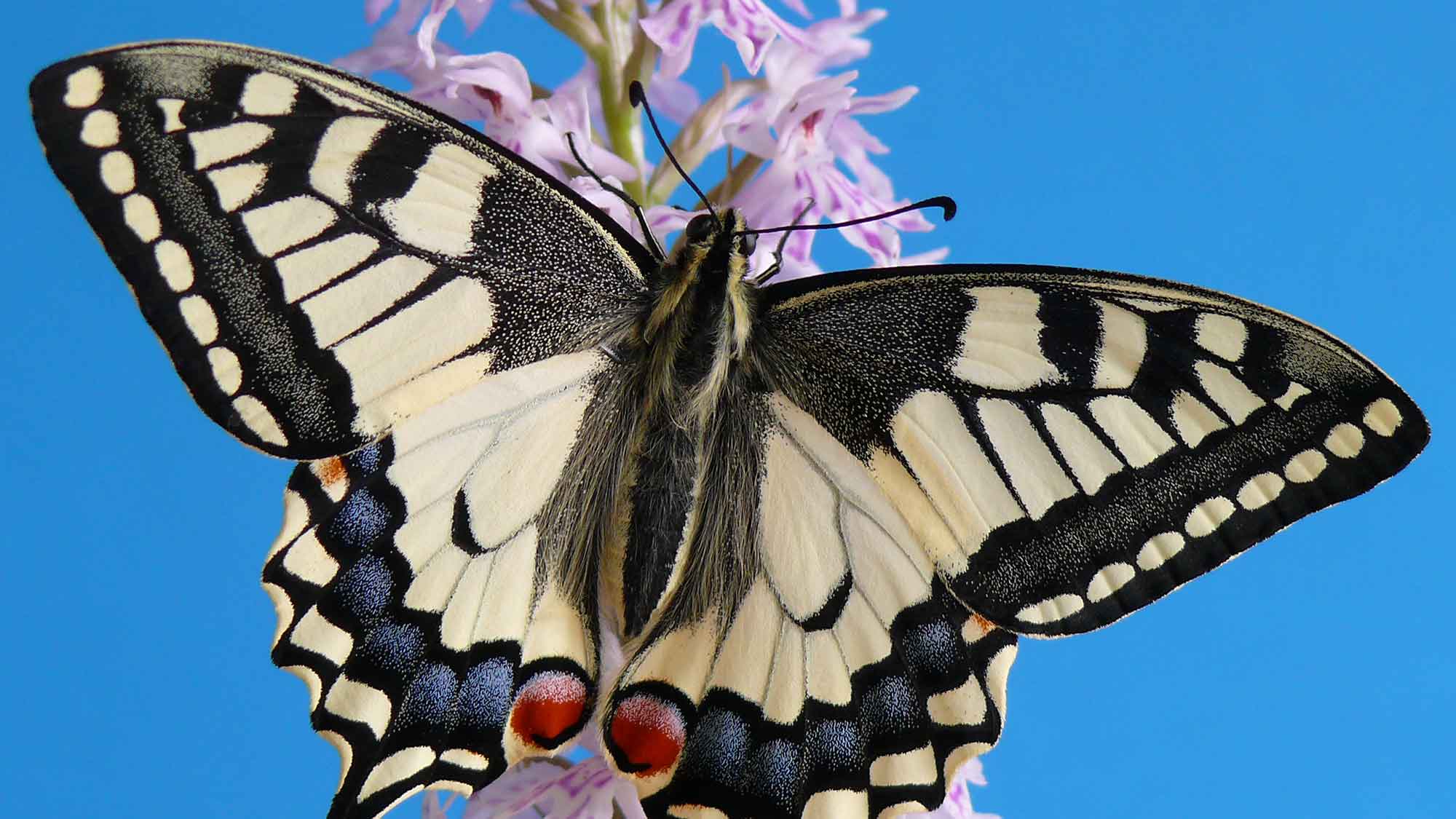 Naturschutzteam Gütersloh: Lasst die Schmetterlinge wieder fliegen