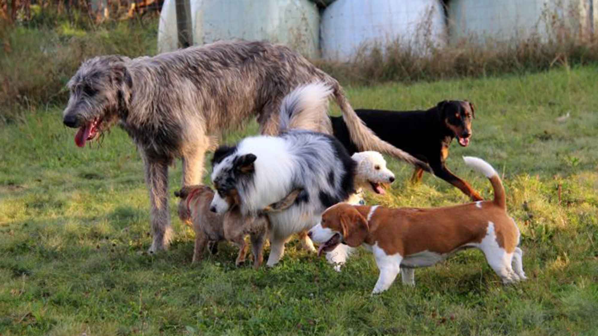 Rundumhund Ostalb: »Erst der Kurs und dann der Hund«