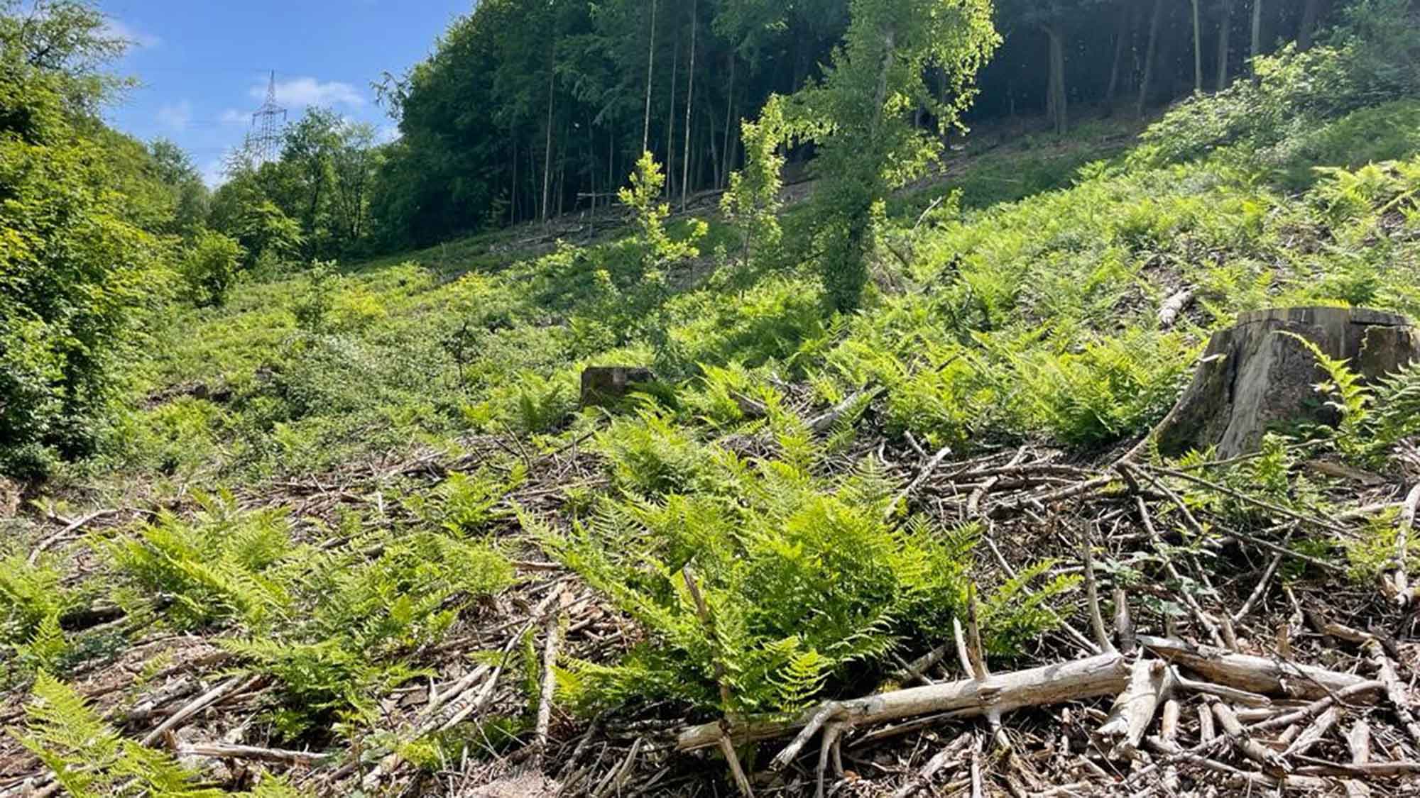 Frischdienst Union pflanzt 2.500 Bäume im Teutoburger Wald