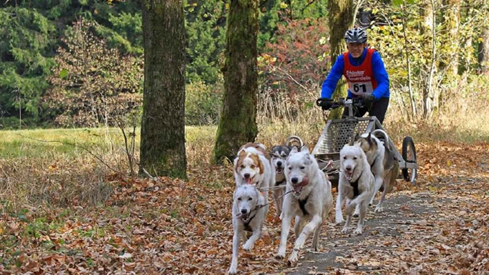 Indian Summer Race fast ausgebucht! Rund 200 Hunde samt Mushern in Clausthal Zellerfeld, 14. und 15. Oktober 2023