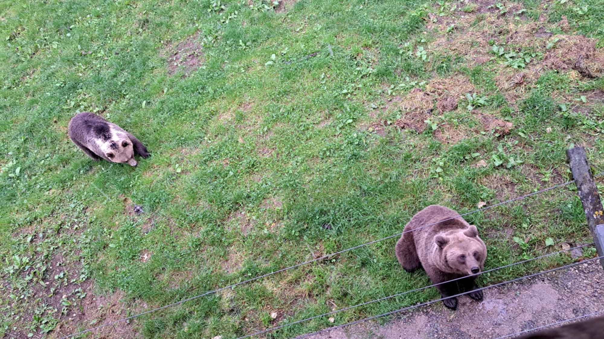 Bielefeld, 2 neue Mitbewohnerinnen für Braunbär Max im Heimat Tierpark Olderdissen